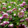 Le vernis-colle Wedding Party® Blushing Bridesmaid Lenten Rose (Helleborus Honeymoon Series) est résistant aux cerfs et aux lapins.