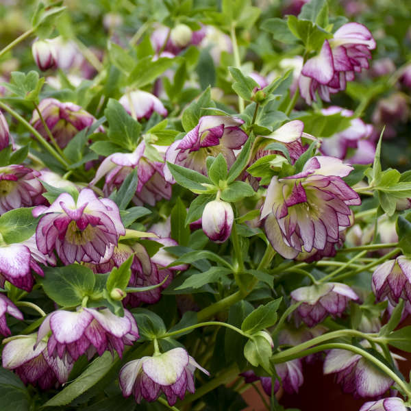 Le vernis-colle Wedding Party® Blushing Bridesmaid Lenten Rose (Helleborus Honeymoon Series) est résistant aux cerfs et aux lapins.