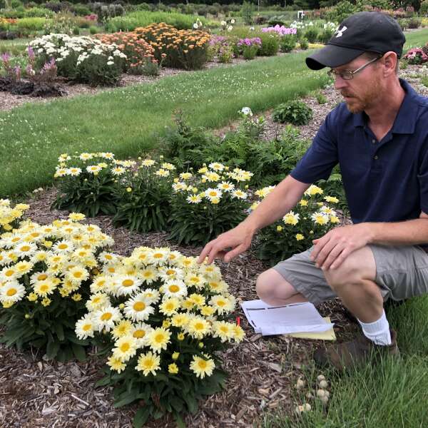 Man kneeling beside Amazing Daisies Banana Cream II Shasta Daisies in a garden. 