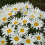 Close-up of web-like white Amazing Daisies Spun Silk Shasta Daisy blooms. 