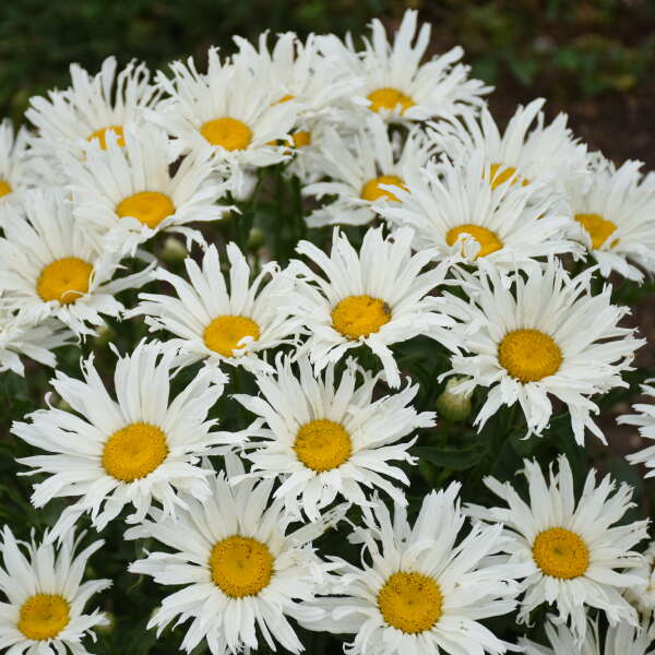 Close-up of web-like white Amazing Daisies Spun Silk Shasta Daisy blooms. 