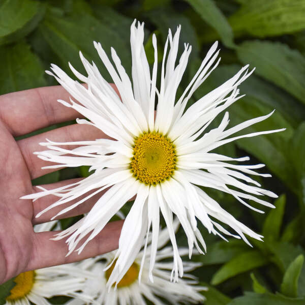 A hand holding a large white Amazing Daisies Spun Silk Shasta Daisy bloom. 