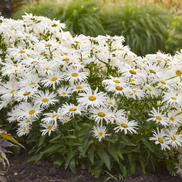 Amazing Daisies Spun Silk Shasta Daisy with stark white web-like flowers hovering over handsome green foliage. 