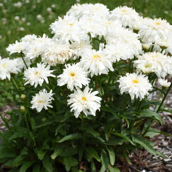 Amazing Daisies Marshmallow Shasta Daisy with puffy frilly white flowers floating above dark green foliage. 