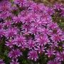 Baume d'abeille Leading Lady Amethyst aux fleurs d'améthyste claires. 