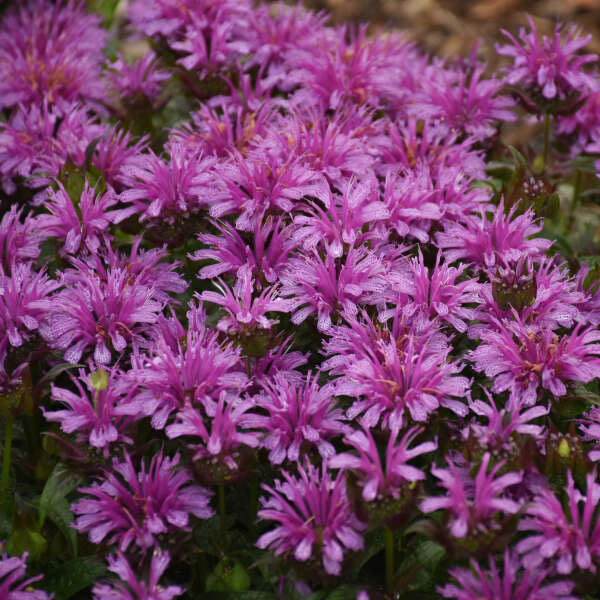 Baume d'abeille Leading Lady Amethyst aux fleurs d'améthyste claires. 