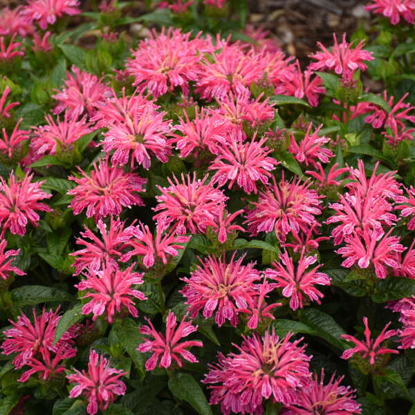 Monarde rose Leading Lady avec des grappes de fleurs tubulaires roses sur un feuillage vert foncé. 