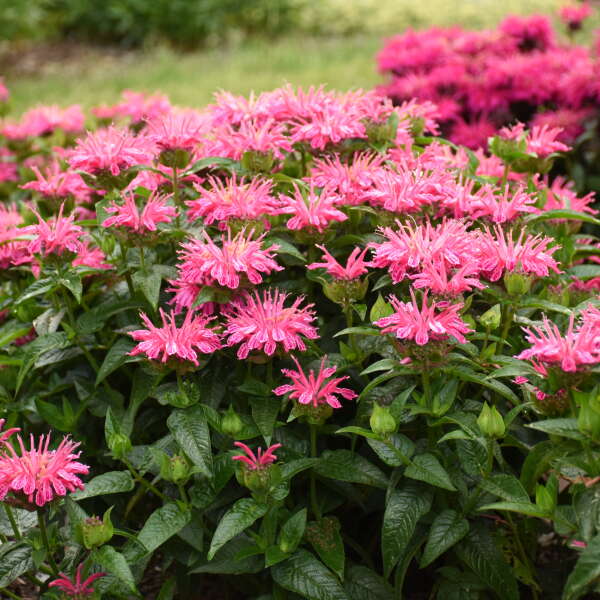 Des grappes de monarde rose Leading Lady en fleurs dans un jardin. 