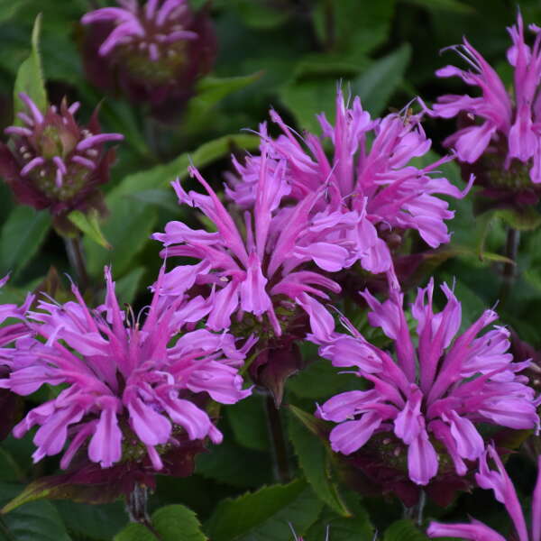 Gros plan sur les fleurs éclatantes de la variété Pardon My Lavender II Bee Balm, à la lavande. 