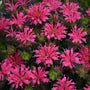 Pardon My Rose Bee Balm aux fleurs rose vif. 