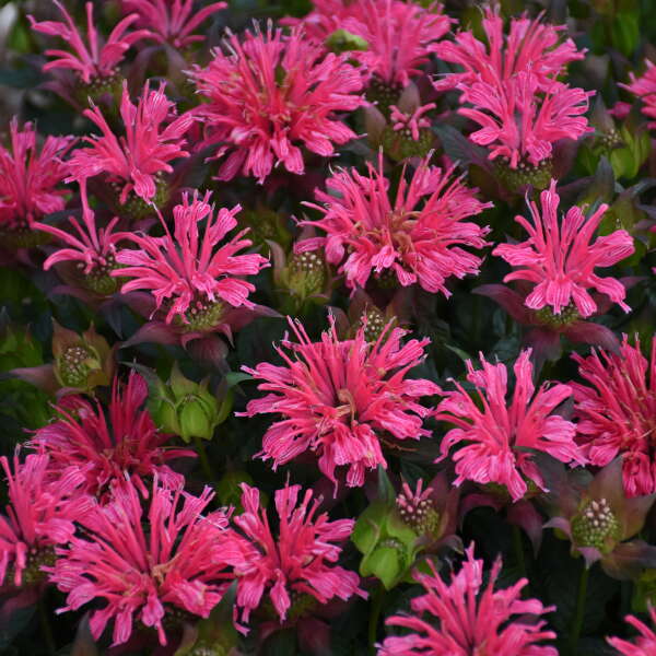Pardon My Rose Bee Balm aux fleurs rose vif. 