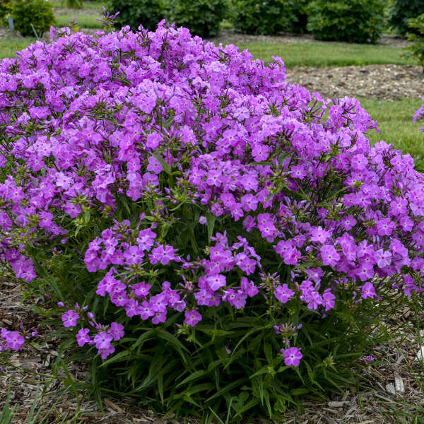 Phlox hybride «&nbsp;Opening Act Romance&nbsp;» aux fleurs rose lavande éclatantes dans un jardin. 