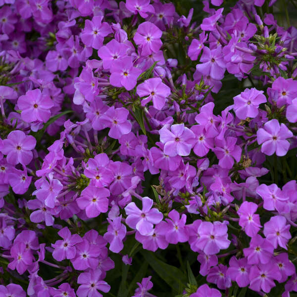 サンフラワー（感謝）/9 Creola – Schreiner's Gardens