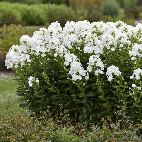 Le phlox de jardin haut Luminary™ 'Backlight' (Phlox) est une plante vivace indigène facile à cultiver. 