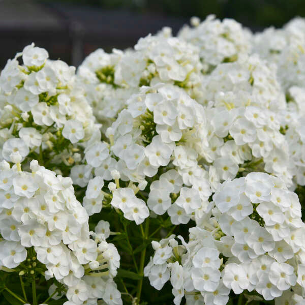 Le phlox de jardin haut Luminary™ 'Backlight' (Phlox) est facile à cultiver. 