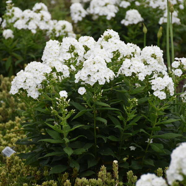 Le phlox de jardin haut Luminary™ 'Backlight' (Phlox) est parfumé et attire les pollinisateurs de jour comme de nuit.