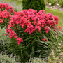 Luminary™ 'Sunset Coral' Tall Garden Phlox (Phlox) is disease resistant.