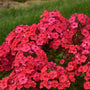 Luminary™ 'Sunset Coral' Tall Garden Phlox (Phlox) is fragrant in the warm summer air.