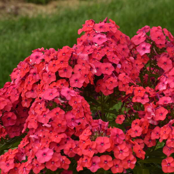 Luminary™ 'Sunset Coral' Tall Garden Phlox (Phlox) is fragrant in the warm summer air.