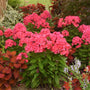 Luminary™ 'Sunset Coral' Tall Garden Phlox (Phlox) is deer resistant. 