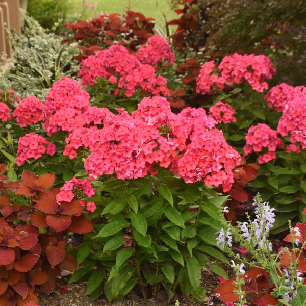 Luminary™ 'Sunset Coral' Tall Garden Phlox (Phlox) is deer resistant. 