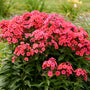Luminary™ 'Sunset Coral' Tall Garden Phlox (Phlox) is loved by pollinators. 