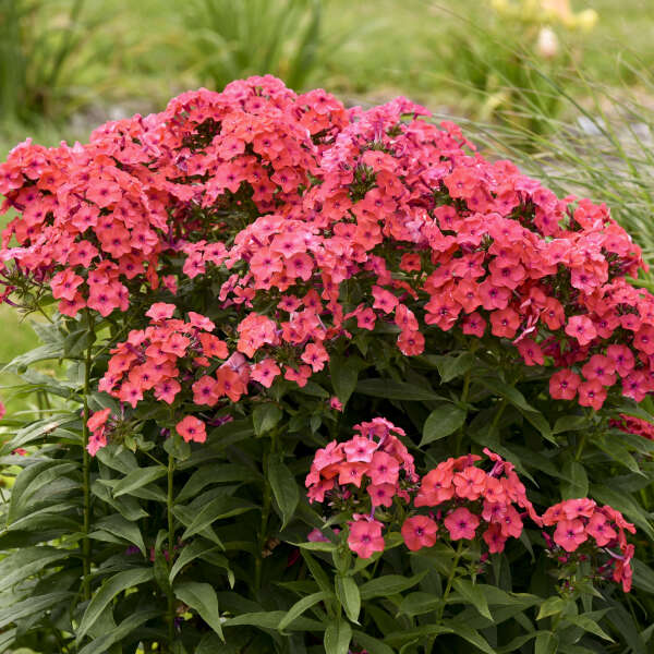 Luminary™ 'Sunset Coral' Tall Garden Phlox (Phlox) is loved by pollinators. 