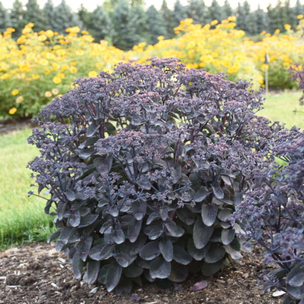 Rock 'N Grow® 'Back in Black' Stonecrop (Sedum)  is drought, heat and salt tolerant.