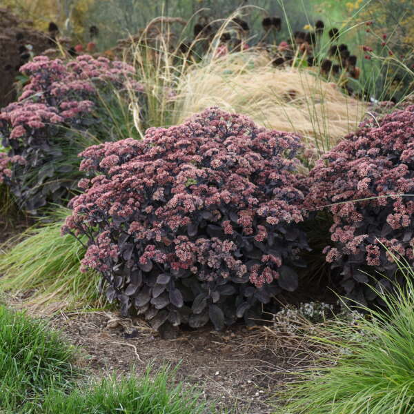 Rock 'N Grow® 'Back in Black' Stonecrop (Sedum)  grows well in containers.