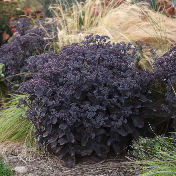 Rock 'N Grow® 'Back in Black' Stonecrop (Sedum) is perfect for mixed bed s and problematic sites. 