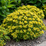 Rock 'N Round® 'Bright Idea' Stonecrop (Sedum) flowers are bright yellow with red stems.