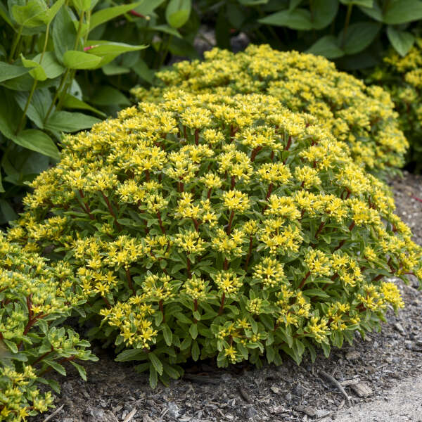 Rock 'N Round® 'Bright Idea' Stonecrop (Sedum) flowers are bright yellow with red stems.