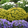 Rock 'N Round® 'Bright Idea' Stonecrop (Sedum)  is drought, heat and salt-tolerant, making it easy to grow.