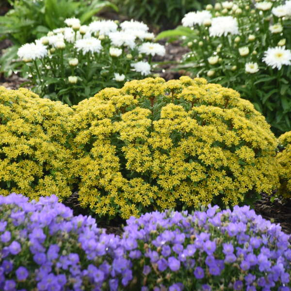 Rock 'N Round® 'Bright Idea' Stonecrop (Sedum)  is drought, heat and salt-tolerant, making it easy to grow.