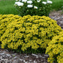 Rock 'N Round® 'Bright Idea' Stonecrop (Sedum)  had bright yellow flowers 