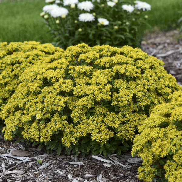 Rock 'N Round® 'Bright Idea' Stonecrop (Sedum)  had bright yellow flowers 