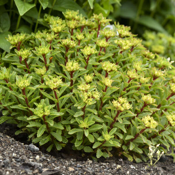 Rock 'N Round® 'Bright Idea' Stonecrop (Sedum) is loved by pollinators. 