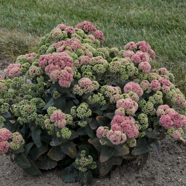 ★stone 90s グリーンエッジ ウインドローズ★ Rock 'N Grow® 'Coraljade' Stonecrop | Perennials – Great Garden Plants