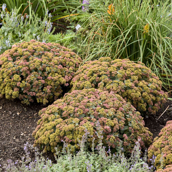 Rock 'N Grow 'Coraljade' Stonecrop
