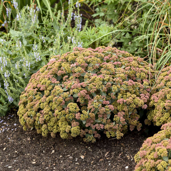 coral jade succulent Rock 'N Grow 'Coraljade' Stonecrop