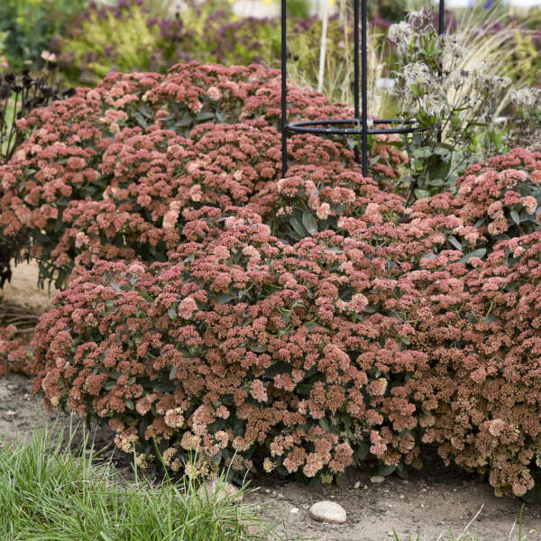 Le Sedum 'Tiramisu' de Rock 'N Grow® possède un feuillage bronze qui fonce au fil de la saison.
