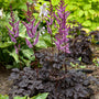 Vibrant purple blooms of Dark Die of the Moon Astilbe. 
