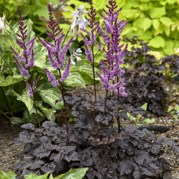Vibrant purple blooms of Dark Die of the Moon Astilbe. 