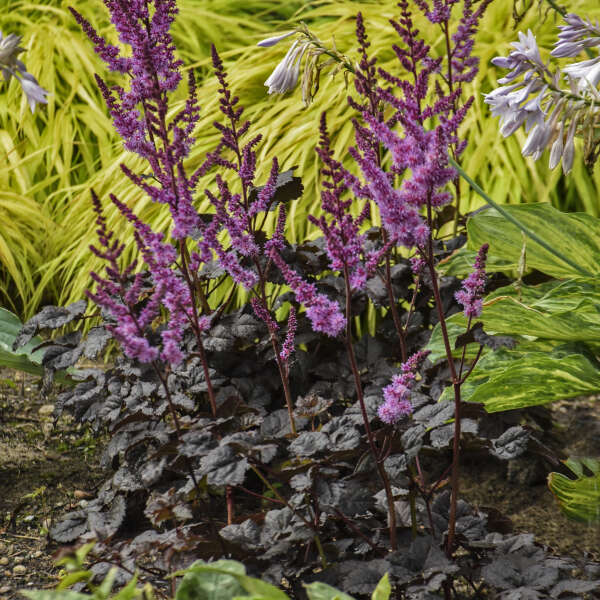 Vibrant feathery flower spikes of Dark Side of the Moon Astilbe. 