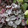 Silver Gumdrop Coral Bells with reddish-silver foliage and bright pink flowers. 