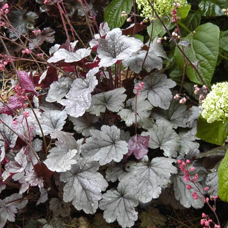 Silver Gumdrop Coral Bells with reddish-silver foliage and bright pink flowers. 