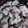 Silver Gumdrop Coral Bells with reddish-silver leaves dotted with drops of water. 