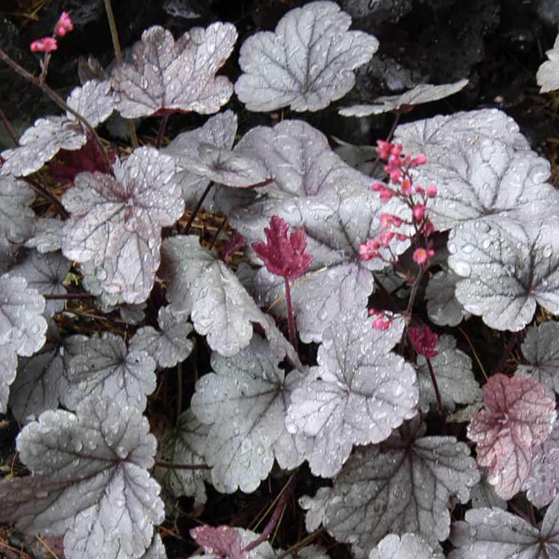 Silver Gumdrop Coral Bells with reddish-silver leaves dotted with drops of water. 