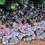 Silver Gumdrop Coral Bells in front of near-black heuchera. 