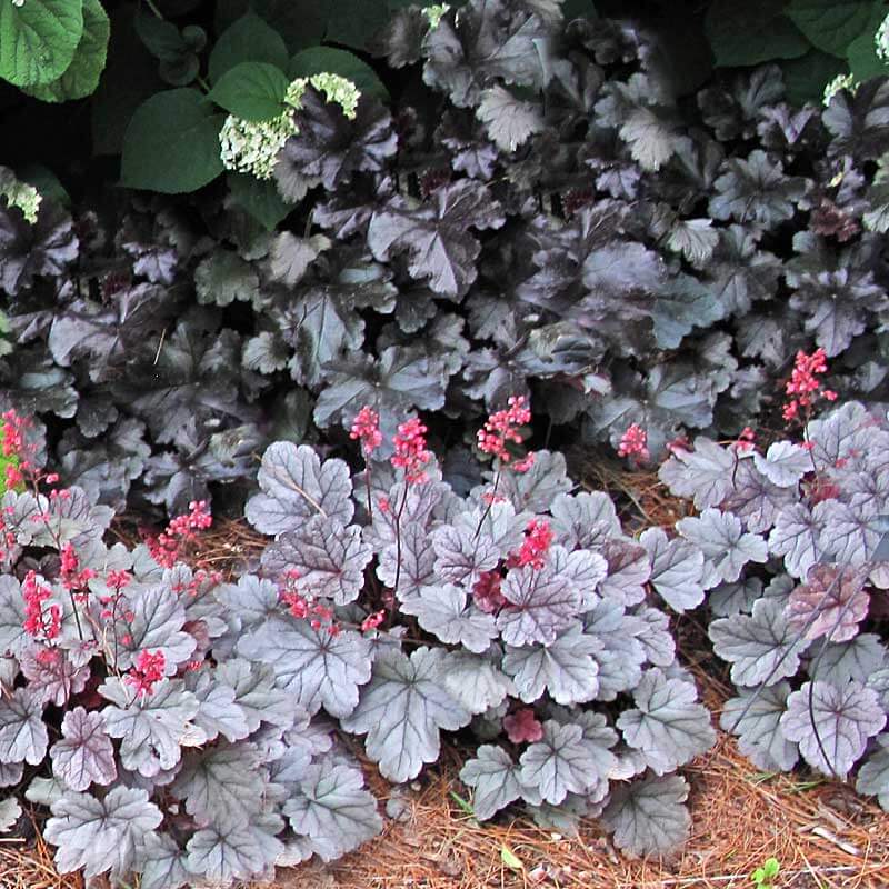 Silver Gumdrop Coral Bells in front of near-black heuchera. 